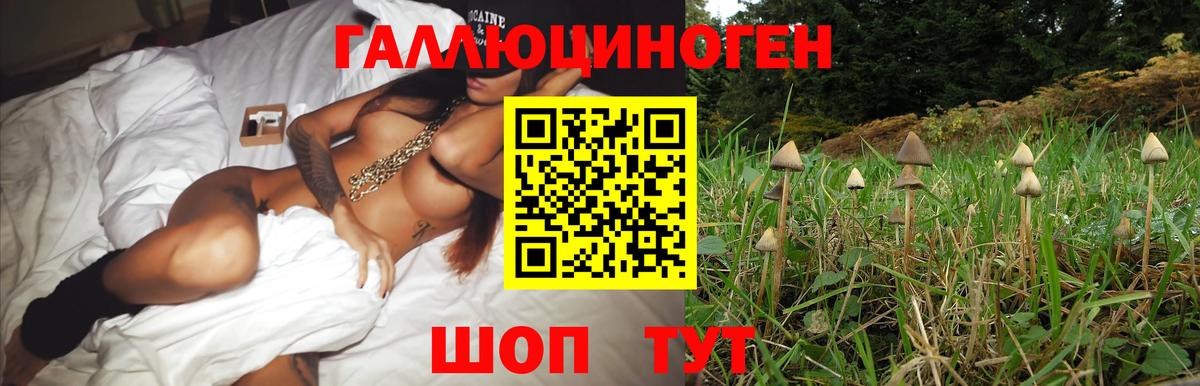 Псилоцибиновые грибы Psilocybine cubensis Берёзовский